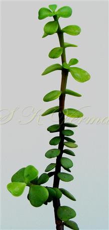  Branch